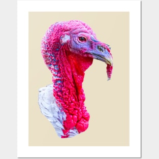 Crollwitzer Turkey Posters and Art